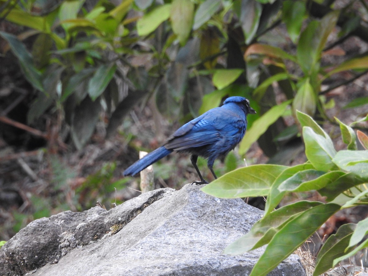 Steller's Jay (Middle American) - ML153645721