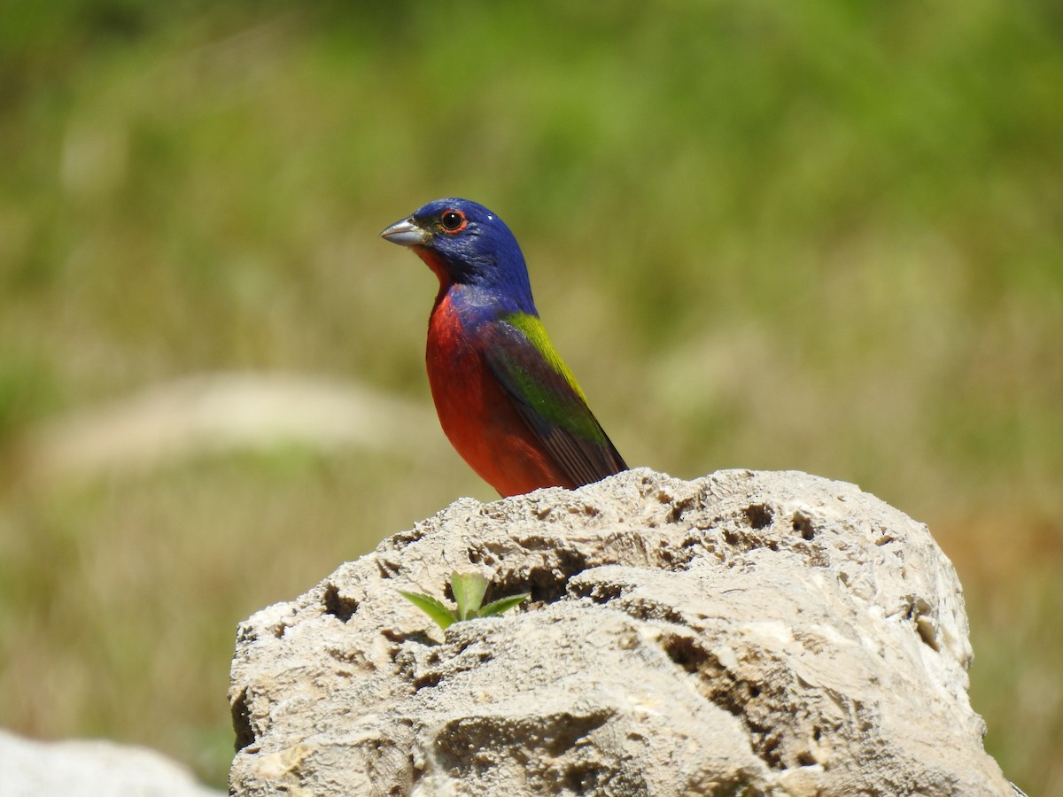Painted Bunting - ML153645981