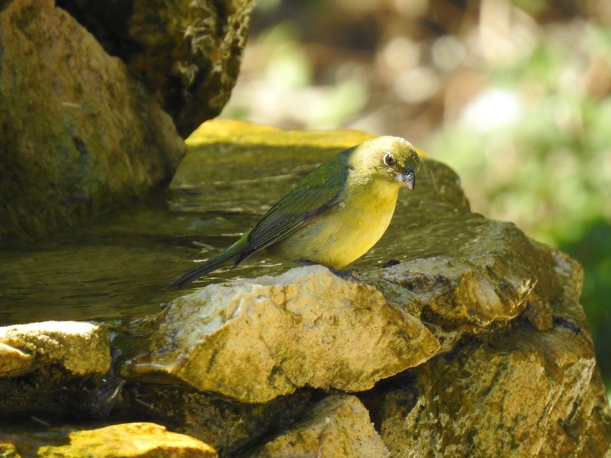 Painted Bunting - ML153646031