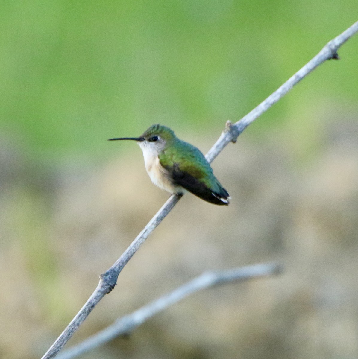 Calliope Hummingbird - William Tice