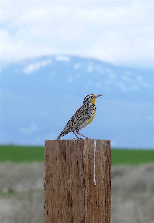 Western Meadowlark - ML153646941