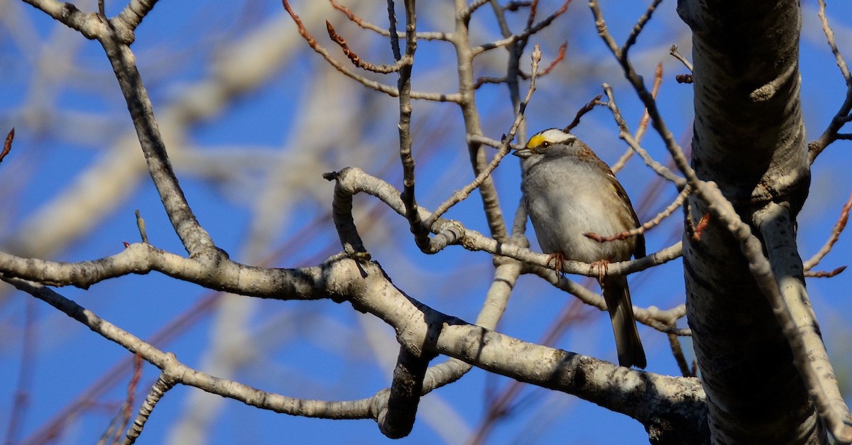 White-throated Sparrow - ML153647331