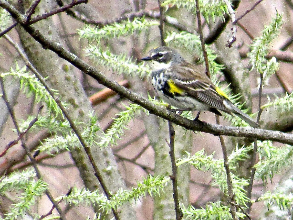 Yellow-rumped Warbler - ML153647571