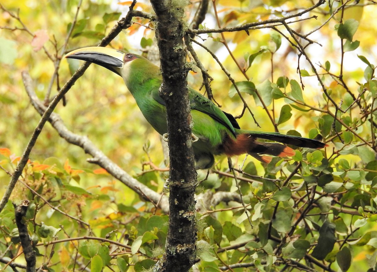 Northern Emerald-Toucanet - ML153647811