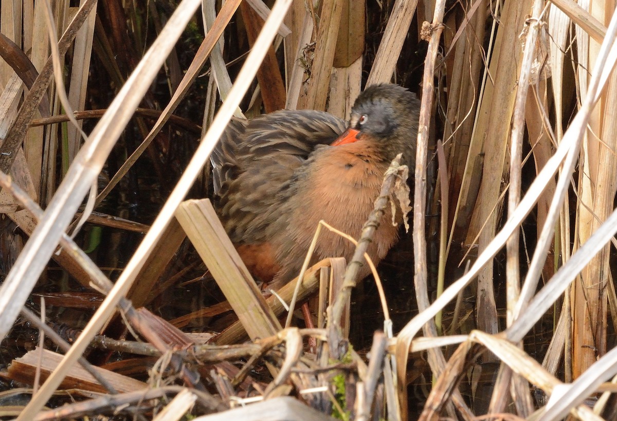 Virginia Rail - ML153648381