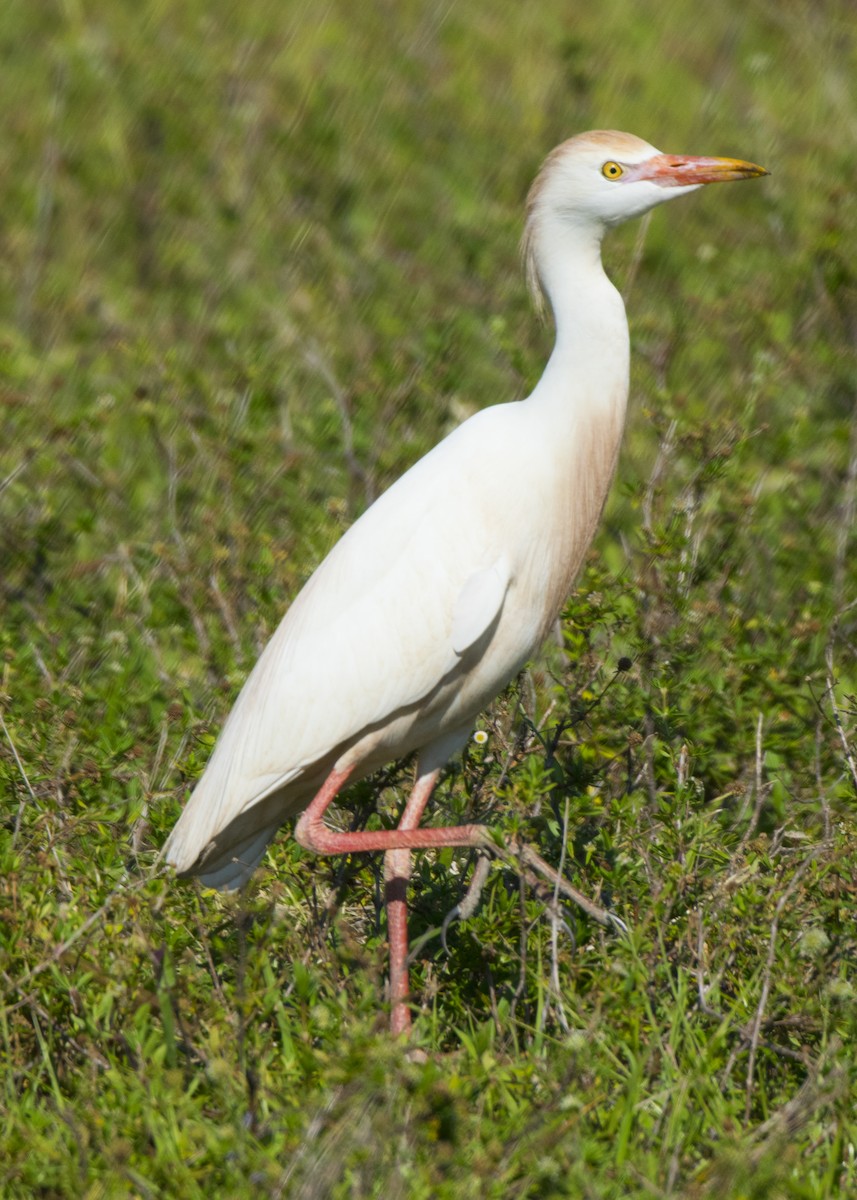 Western Cattle Egret - Susan Barnard