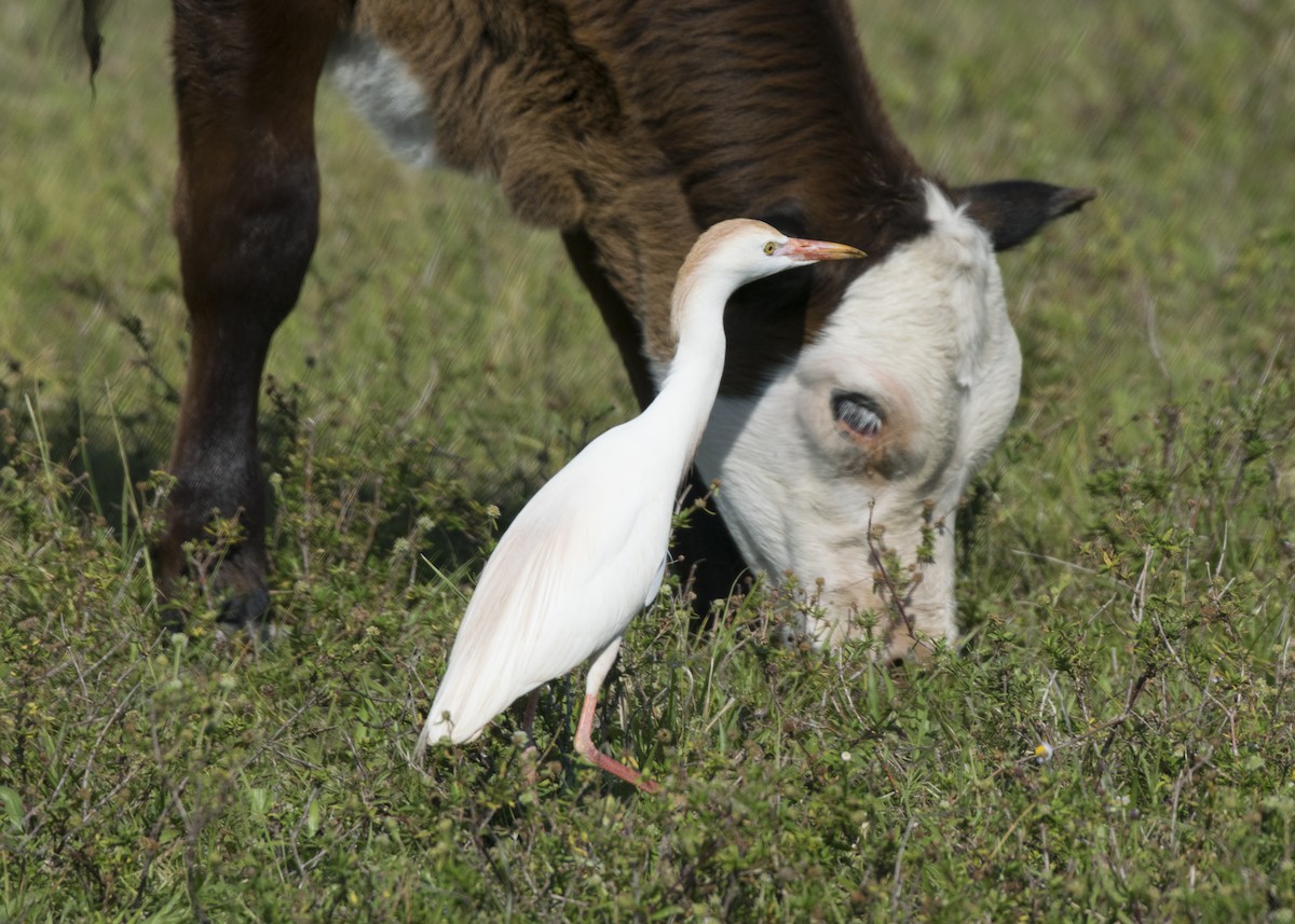 Western Cattle Egret - Susan Barnard