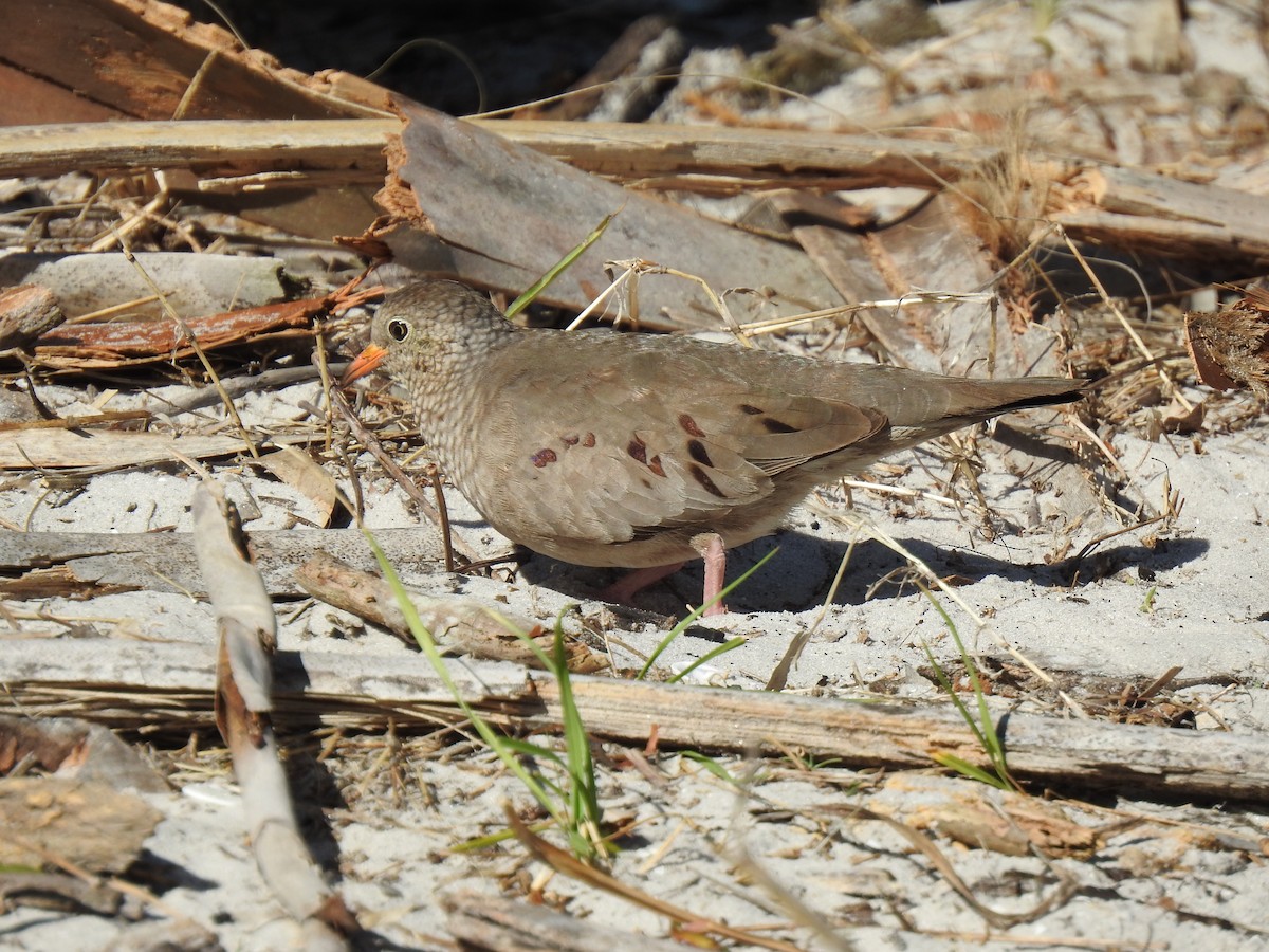 Common Ground Dove - ML153650031