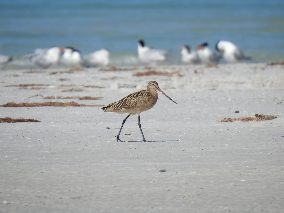 Marbled Godwit - ML153650121