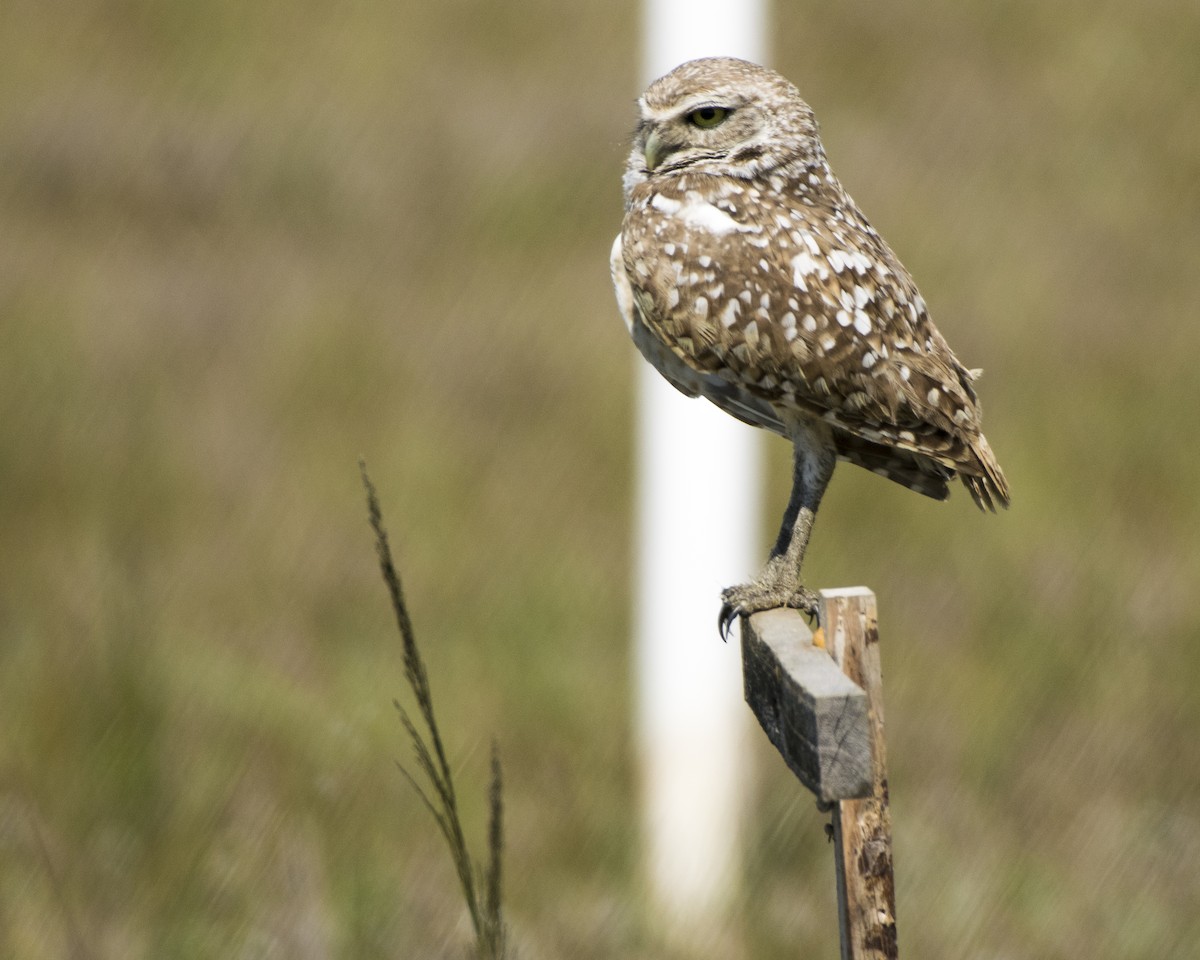 Burrowing Owl - Susan Barnard