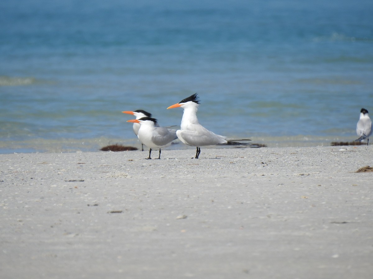 Royal Tern - ML153650321