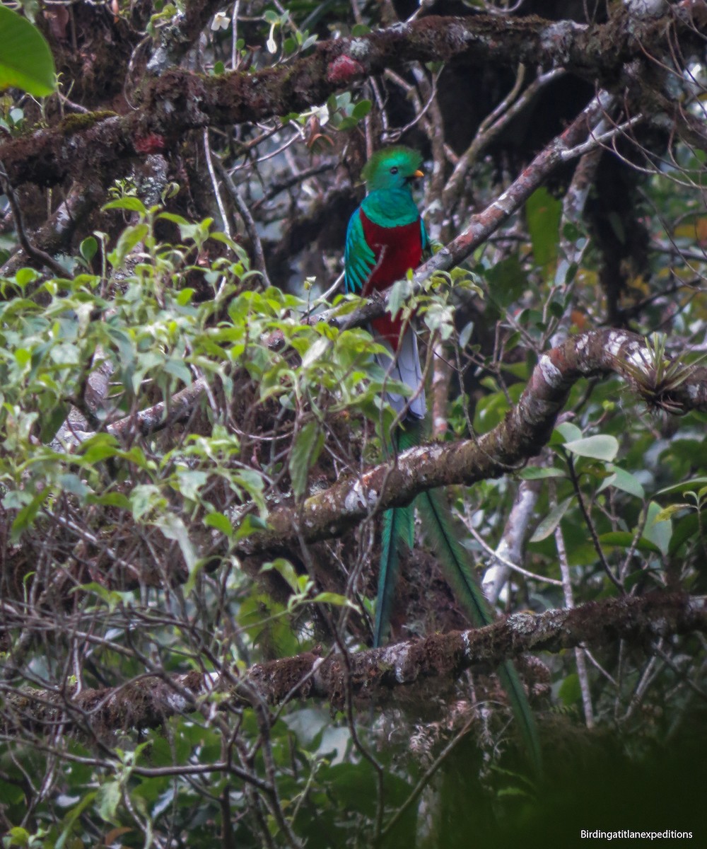 Resplendent Quetzal - ML153650551