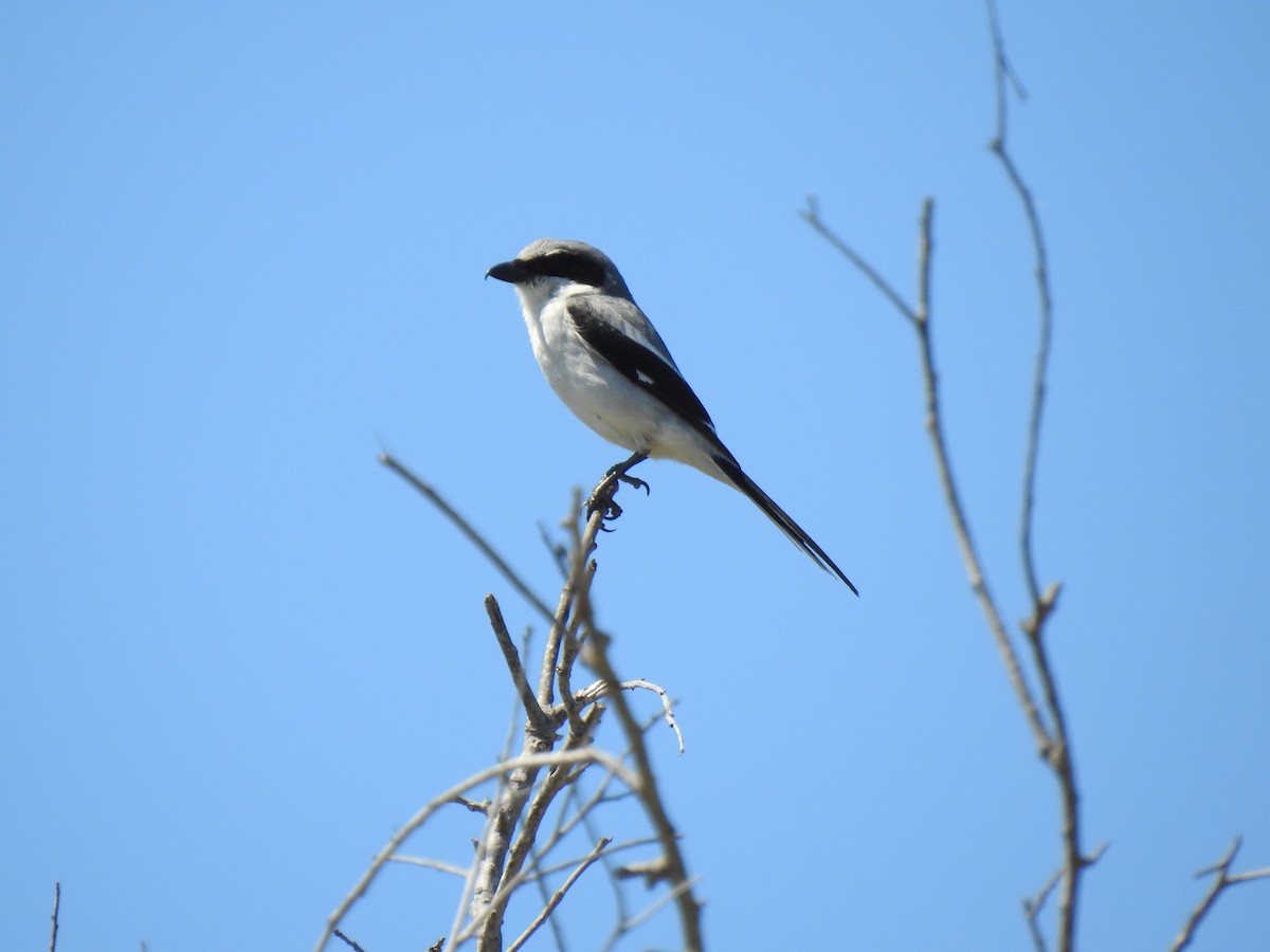 Loggerhead Shrike - ML153650781