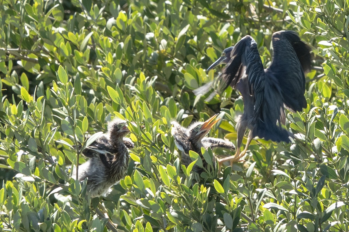 Green Heron - Scott Young