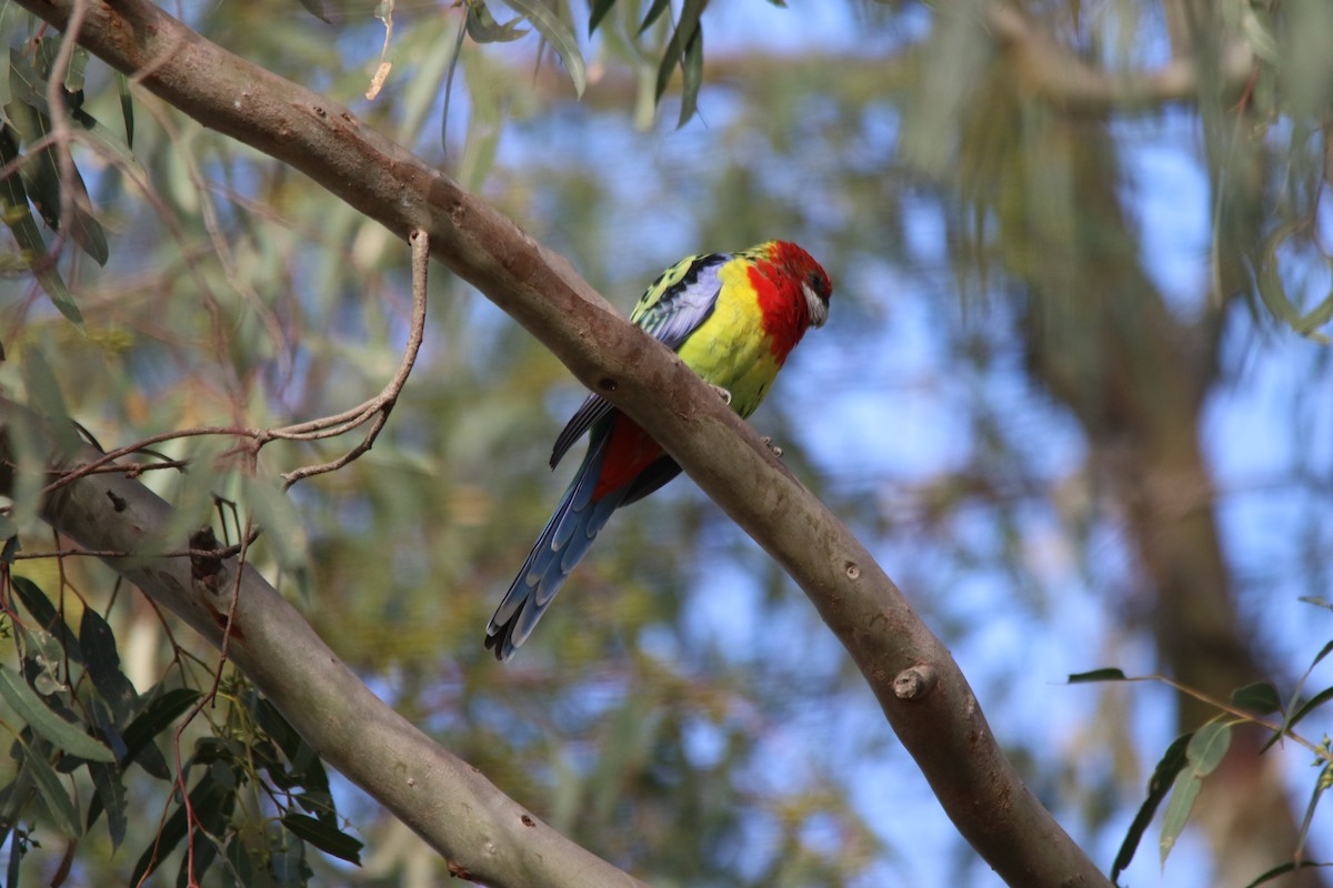 Eastern Rosella - ML153652941