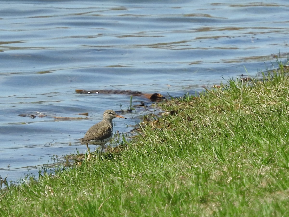 Spotted Sandpiper - ML153653551