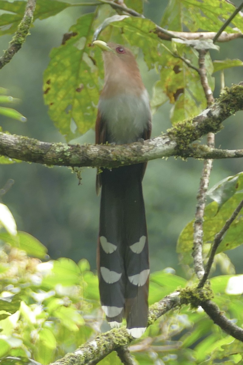 Squirrel Cuckoo - ML153653951