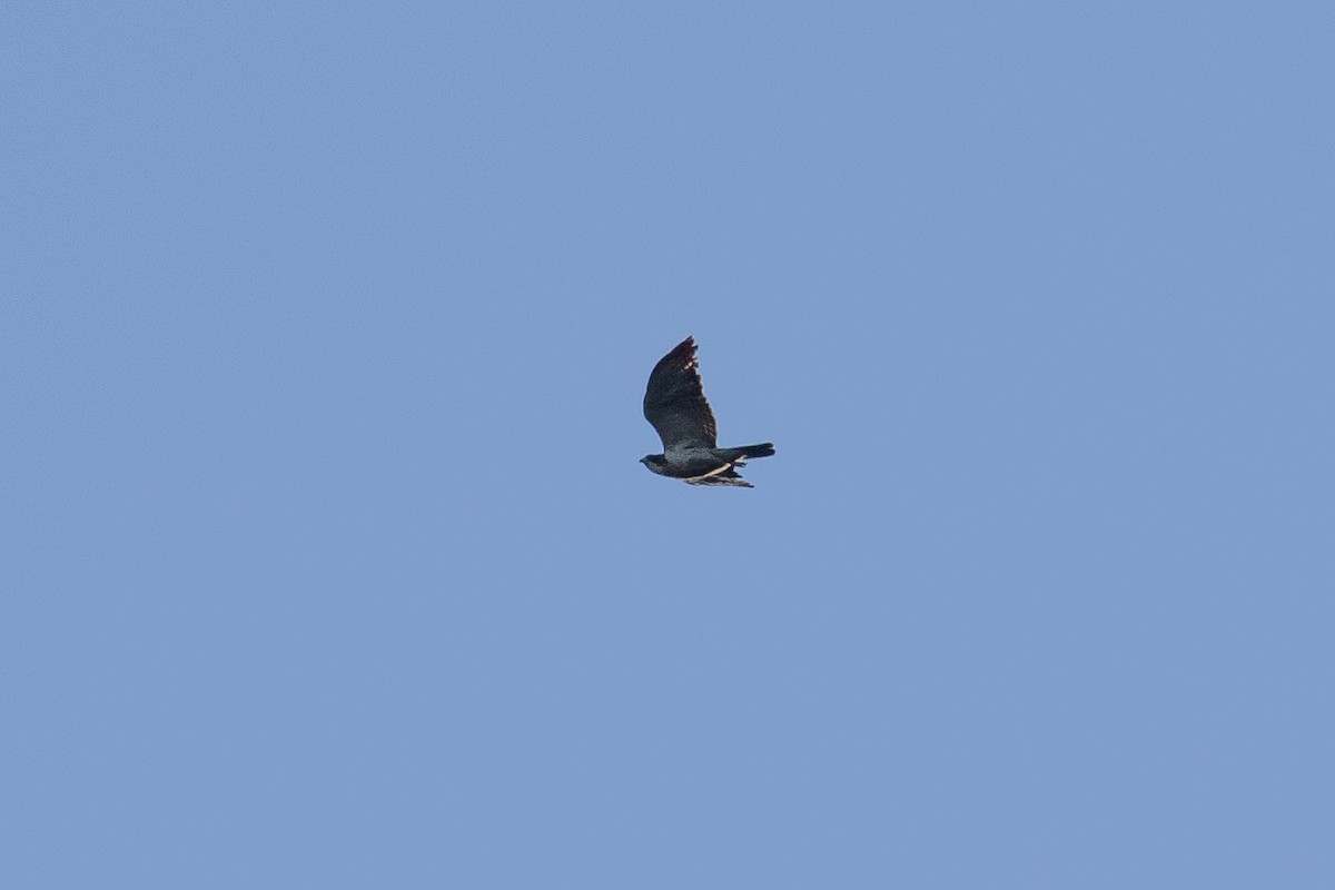 Short-tailed Hawk - Chris Benesh