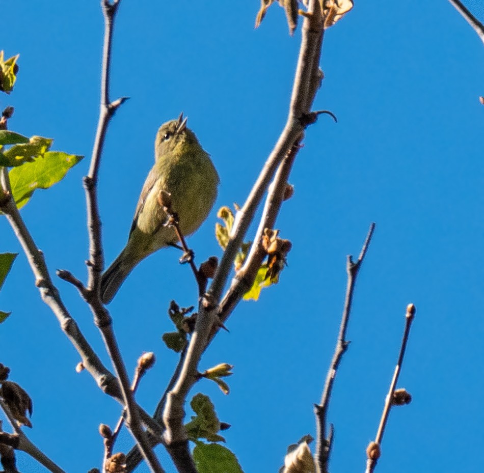 Orange-crowned Warbler - ML153656091