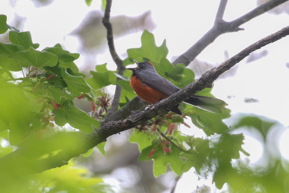 Slate-throated Redstart - ML153656441