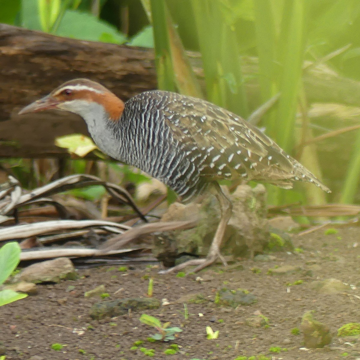 ML153657001 - Buff-banded Rail - Macaulay Library