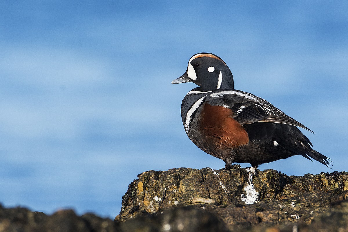 Harlequin Duck - ML153657391