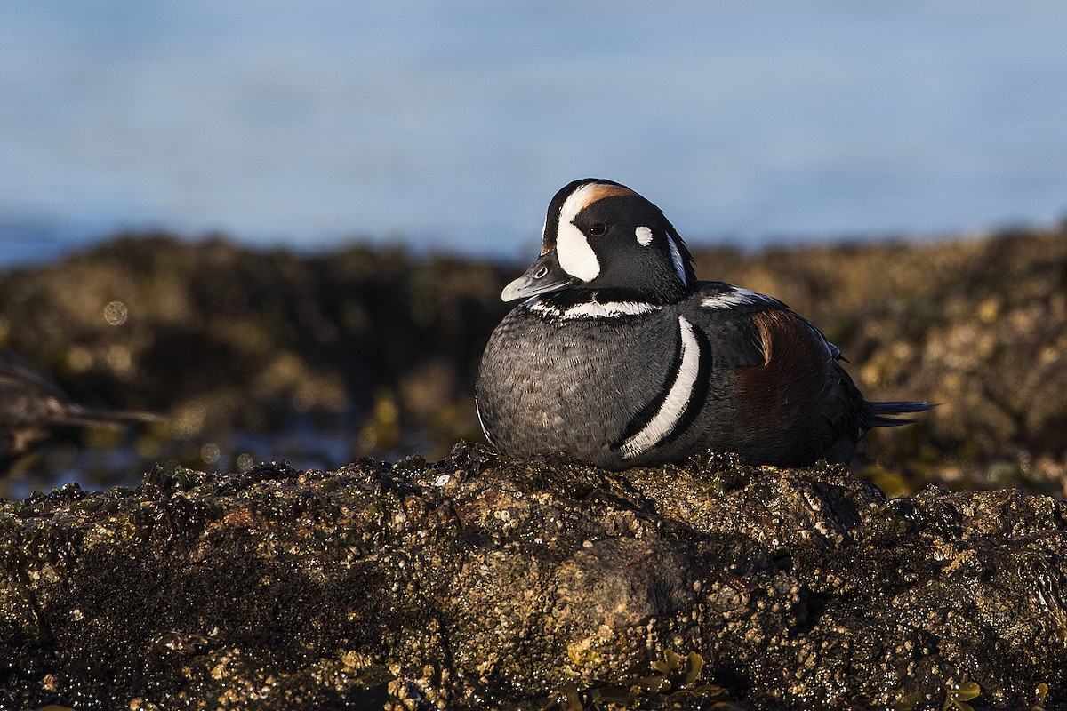 Harlequin Duck - ML153657421