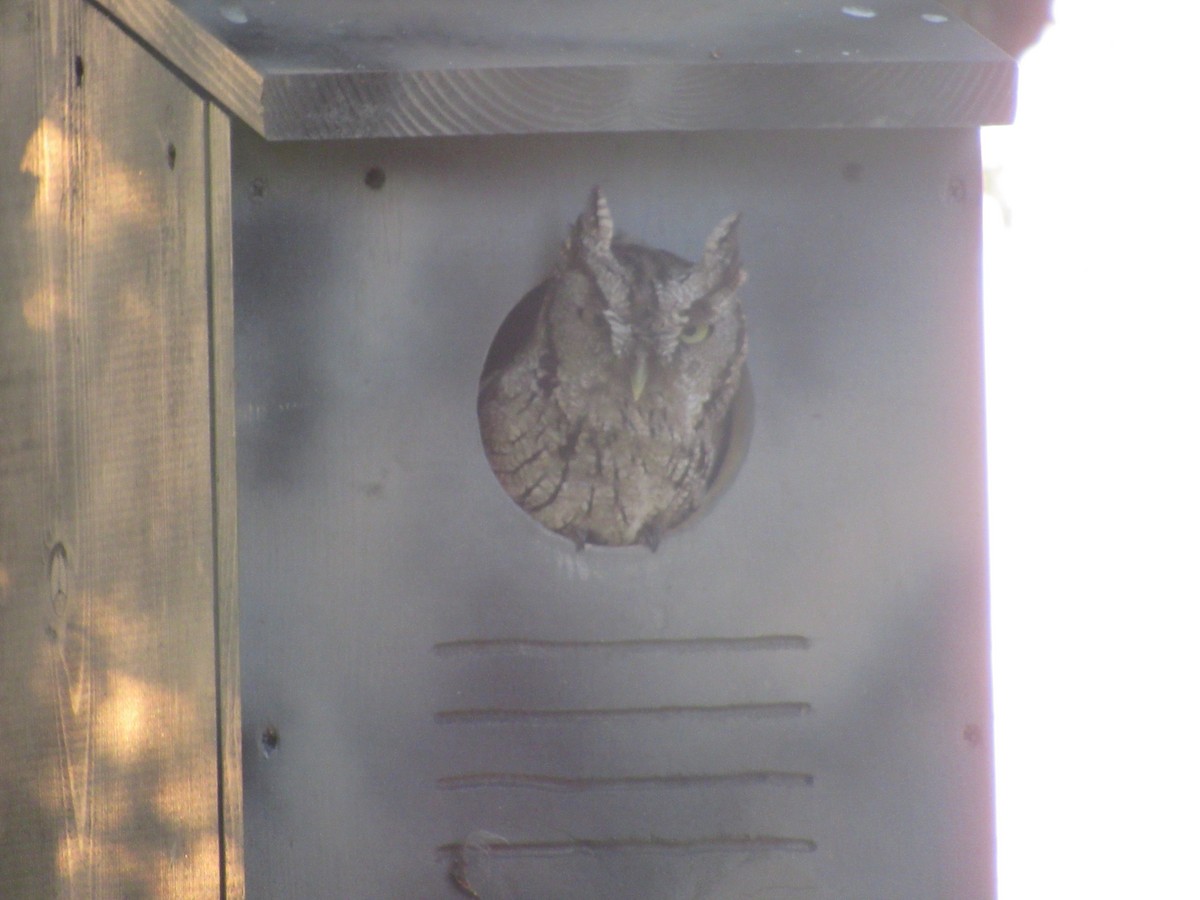 Eastern Screech-Owl - ML153657451