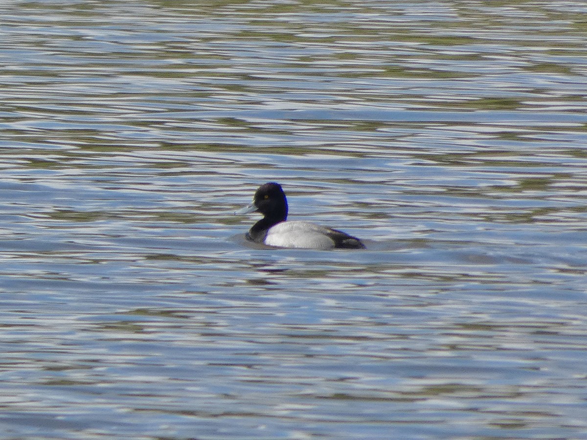 Lesser Scaup - ML153657501