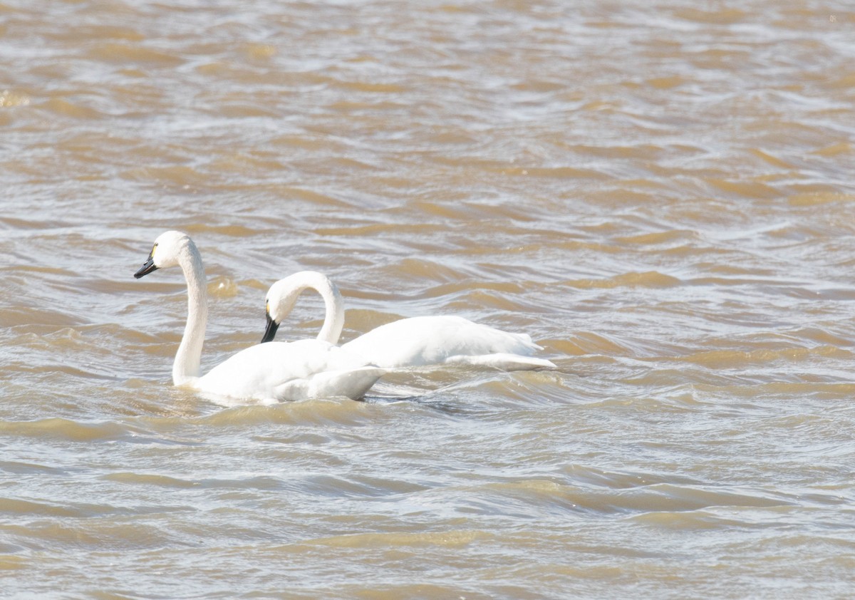 Tundra Swan - ML153657641