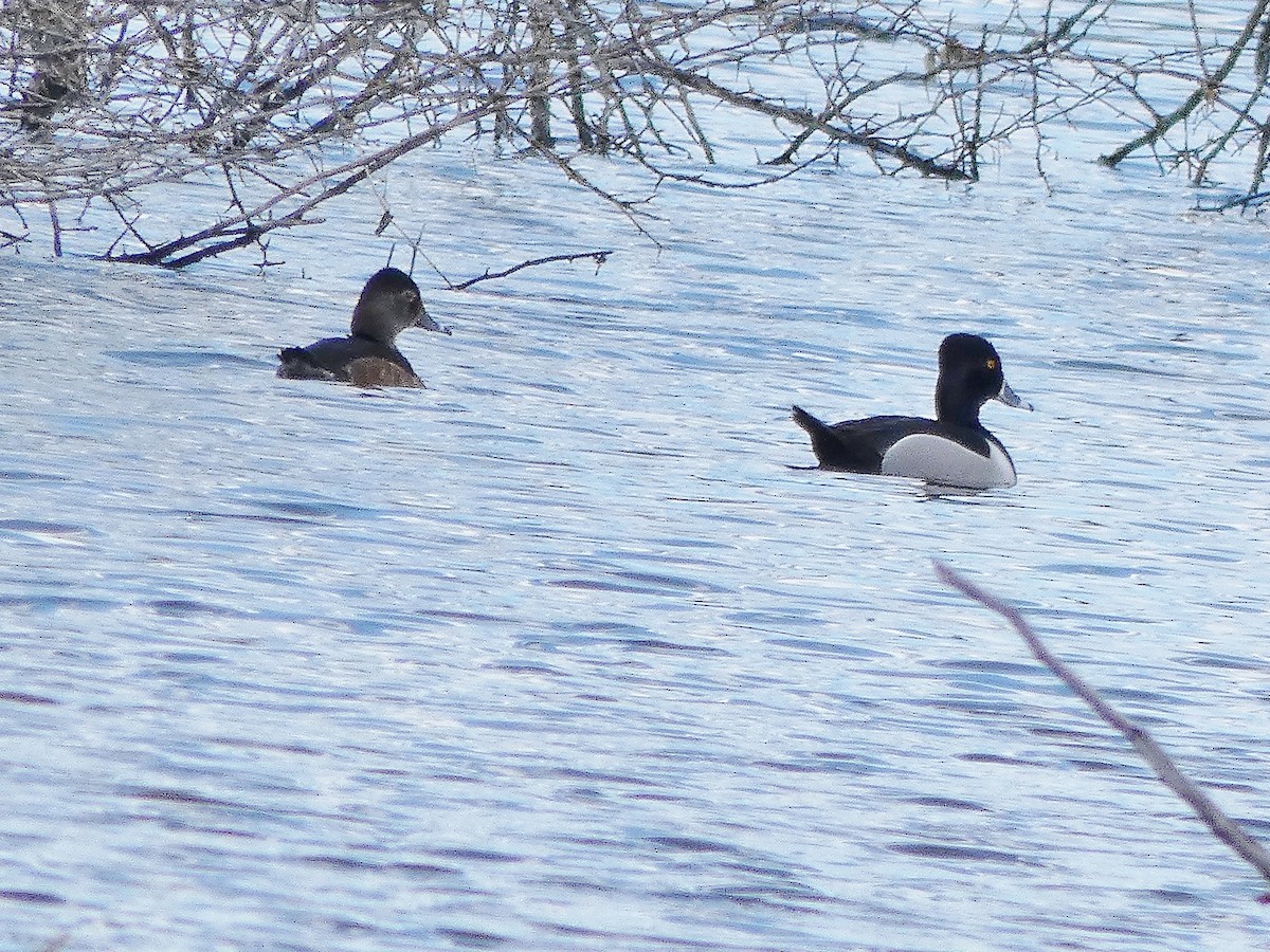 Ring-necked Duck - ML153658431