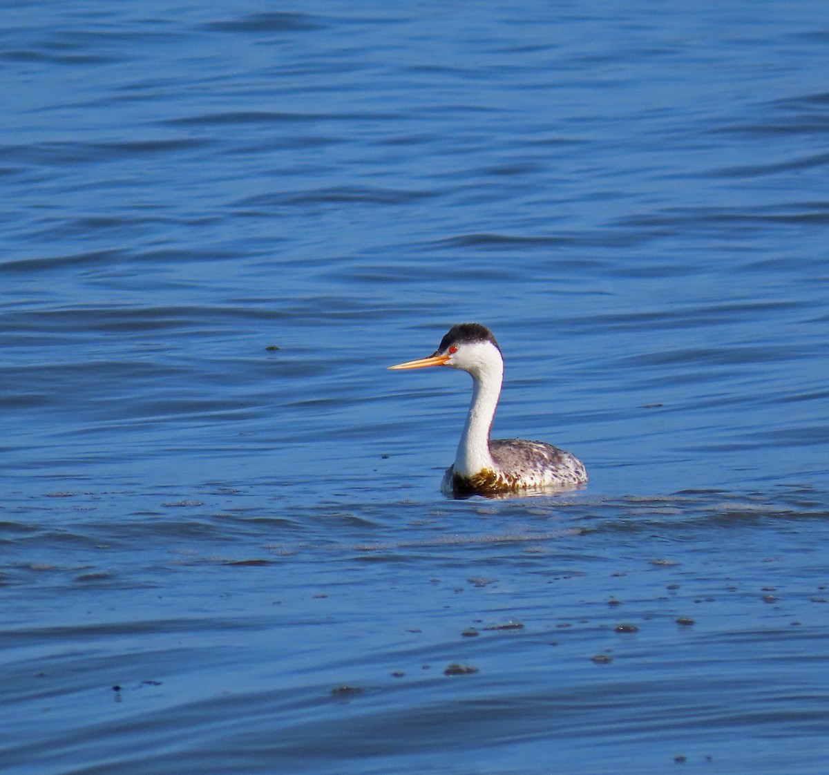 Clark's Grebe - ML153658781