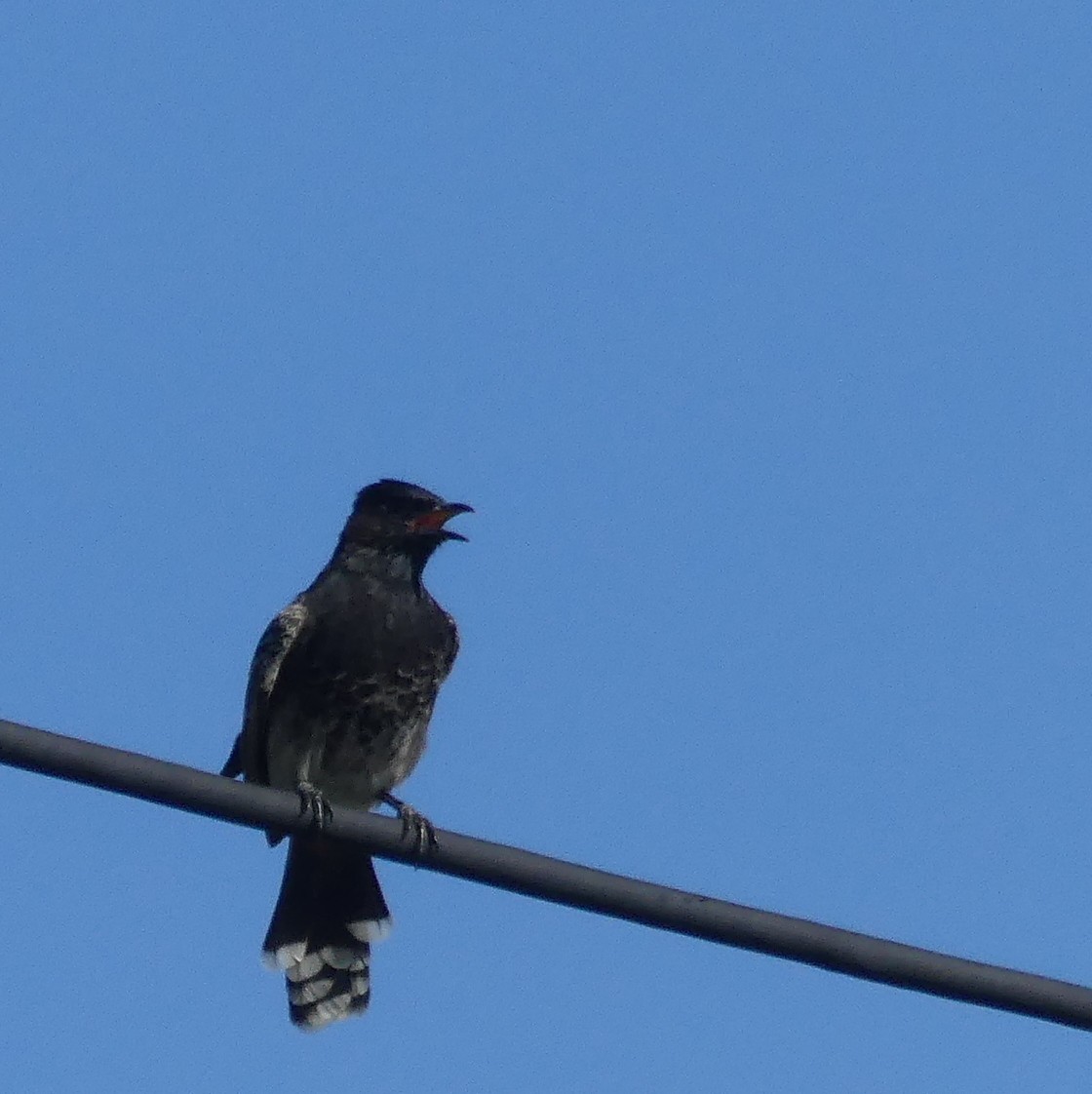 Red-vented Bulbul - ML153658901