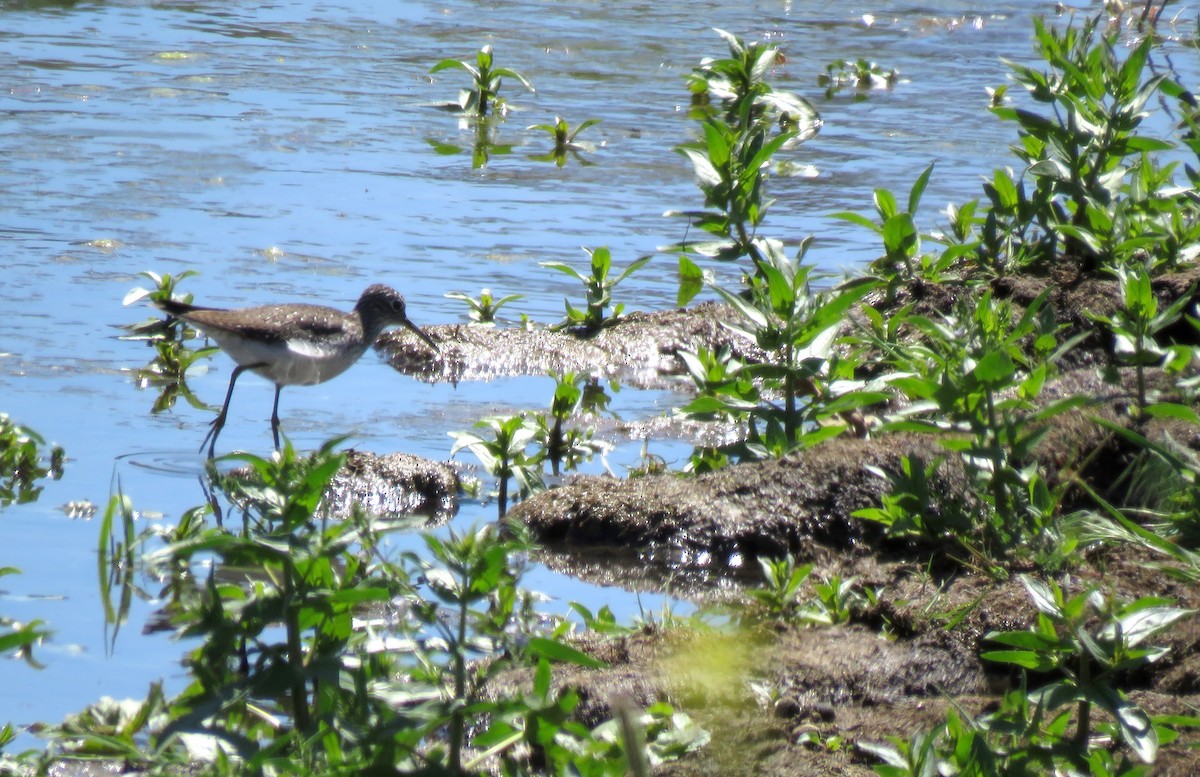 Solitary Sandpiper - ML153658911