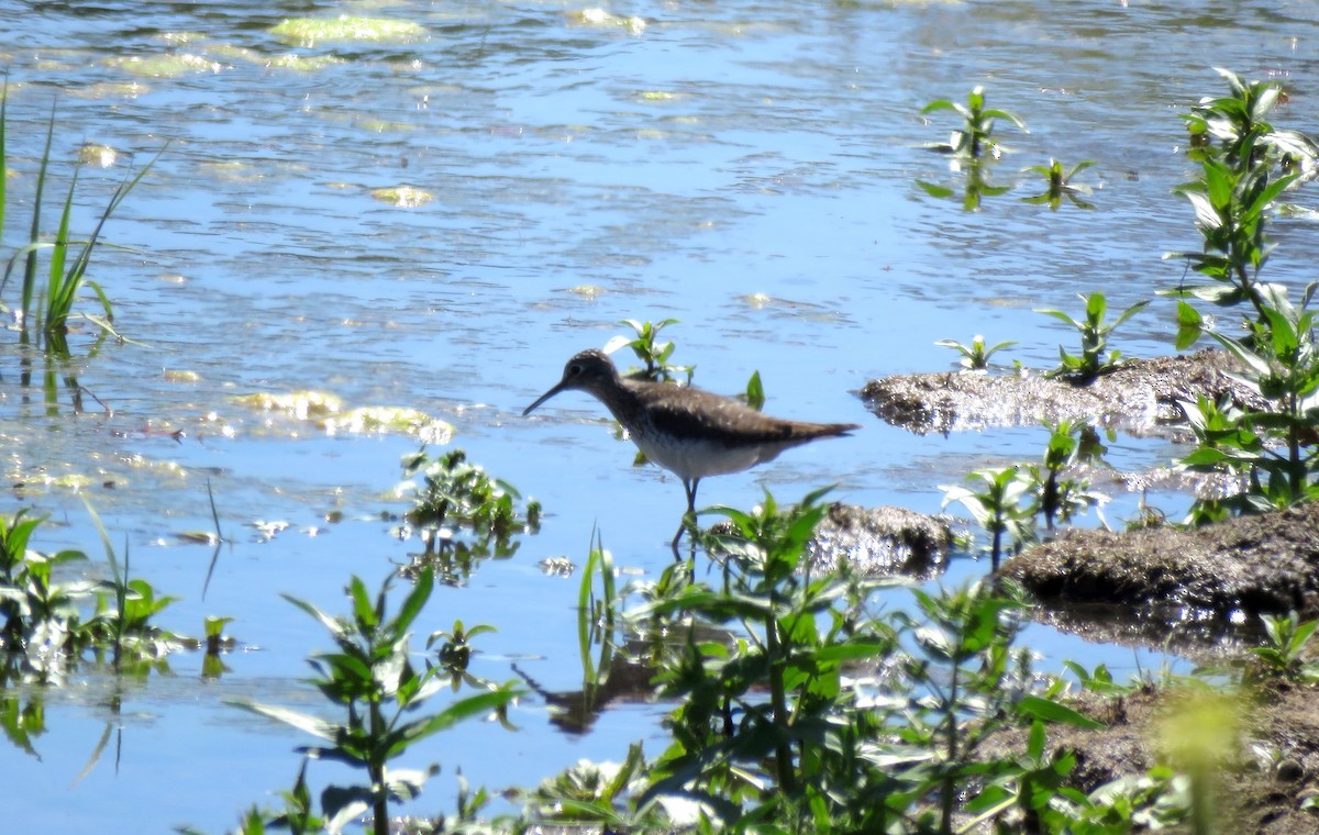 Solitary Sandpiper - ML153658921