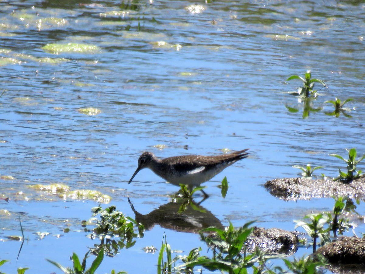 Solitary Sandpiper - ML153658951