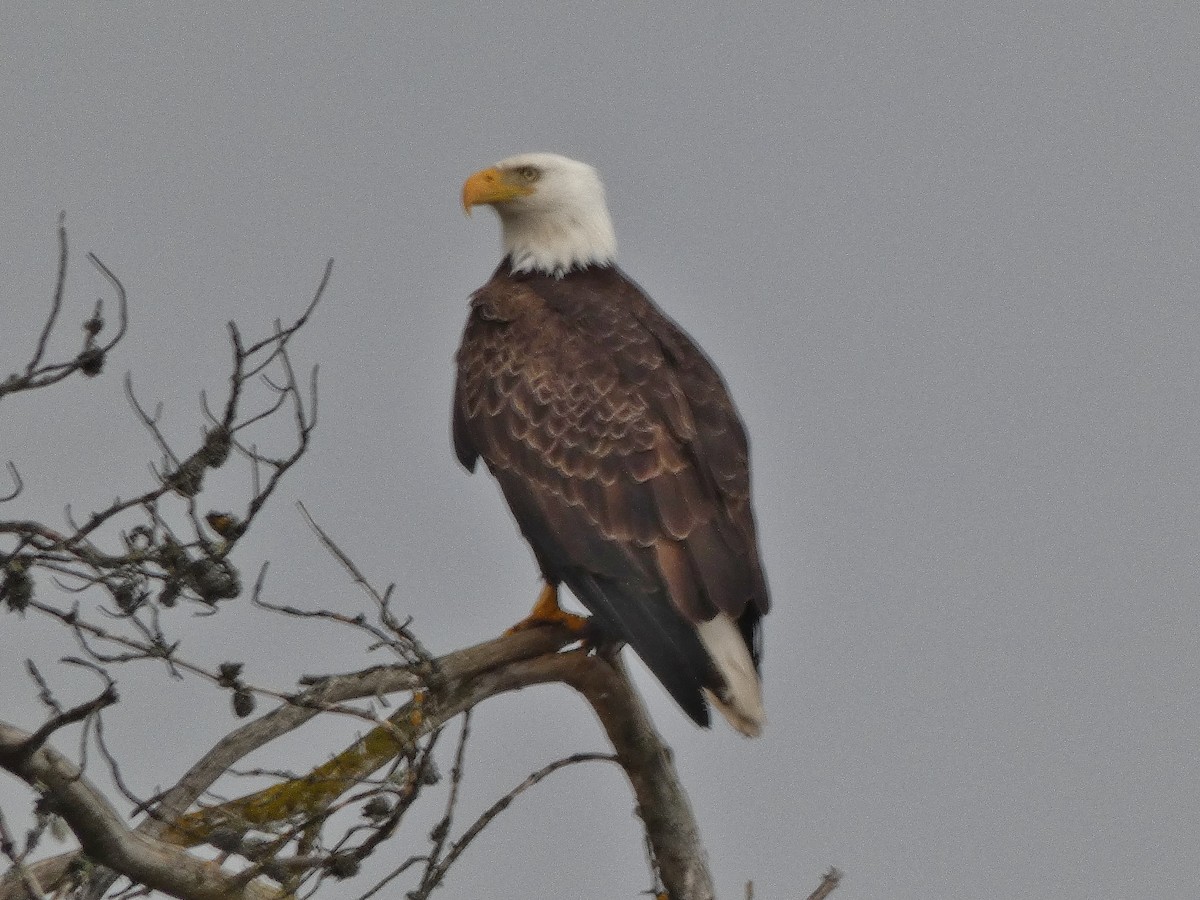 Bald Eagle - ML153659001