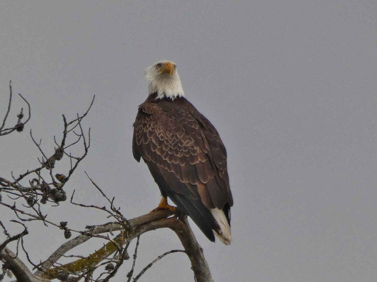 Bald Eagle - ML153659051