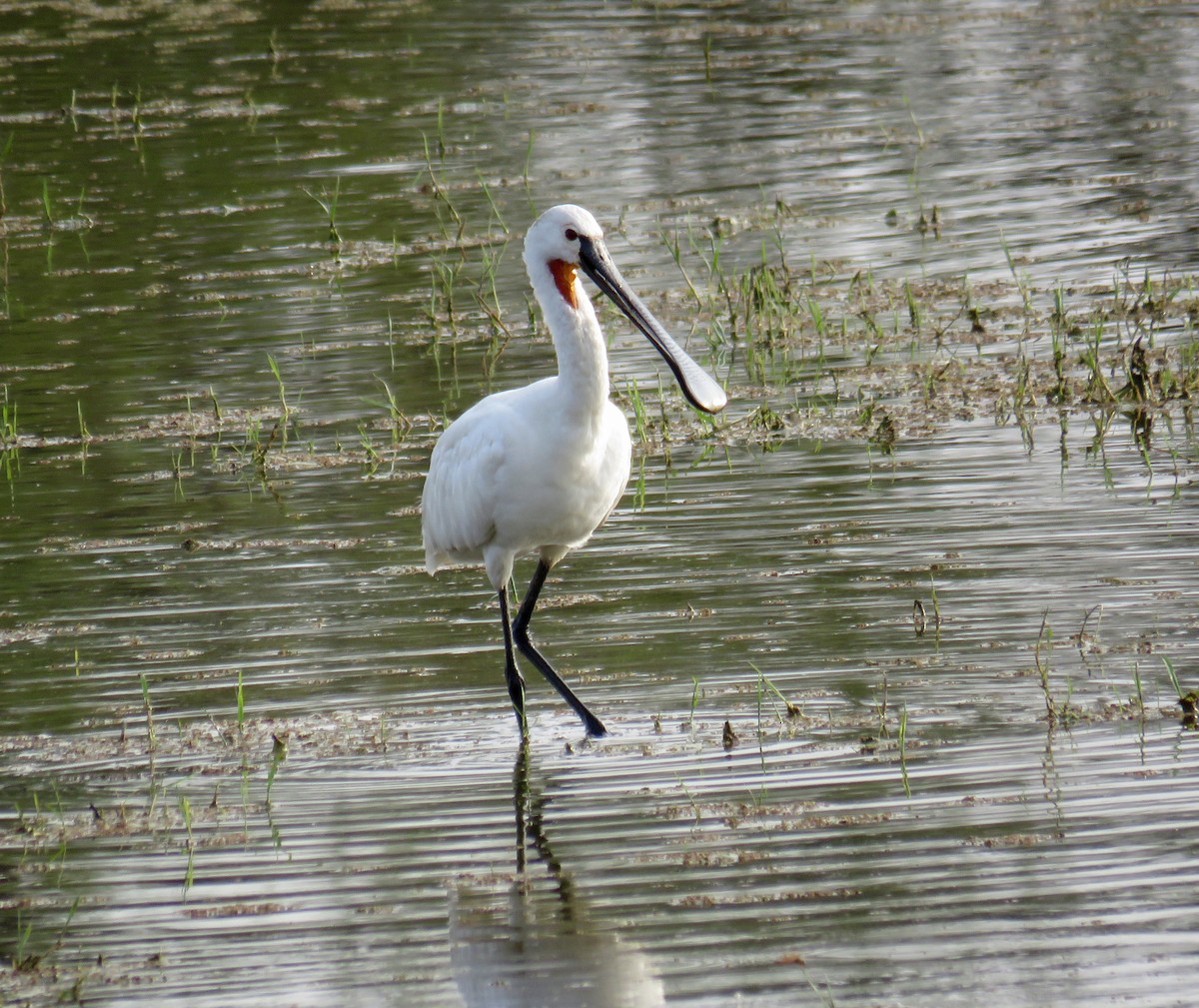 Eurasian Spoonbill - ML153659181