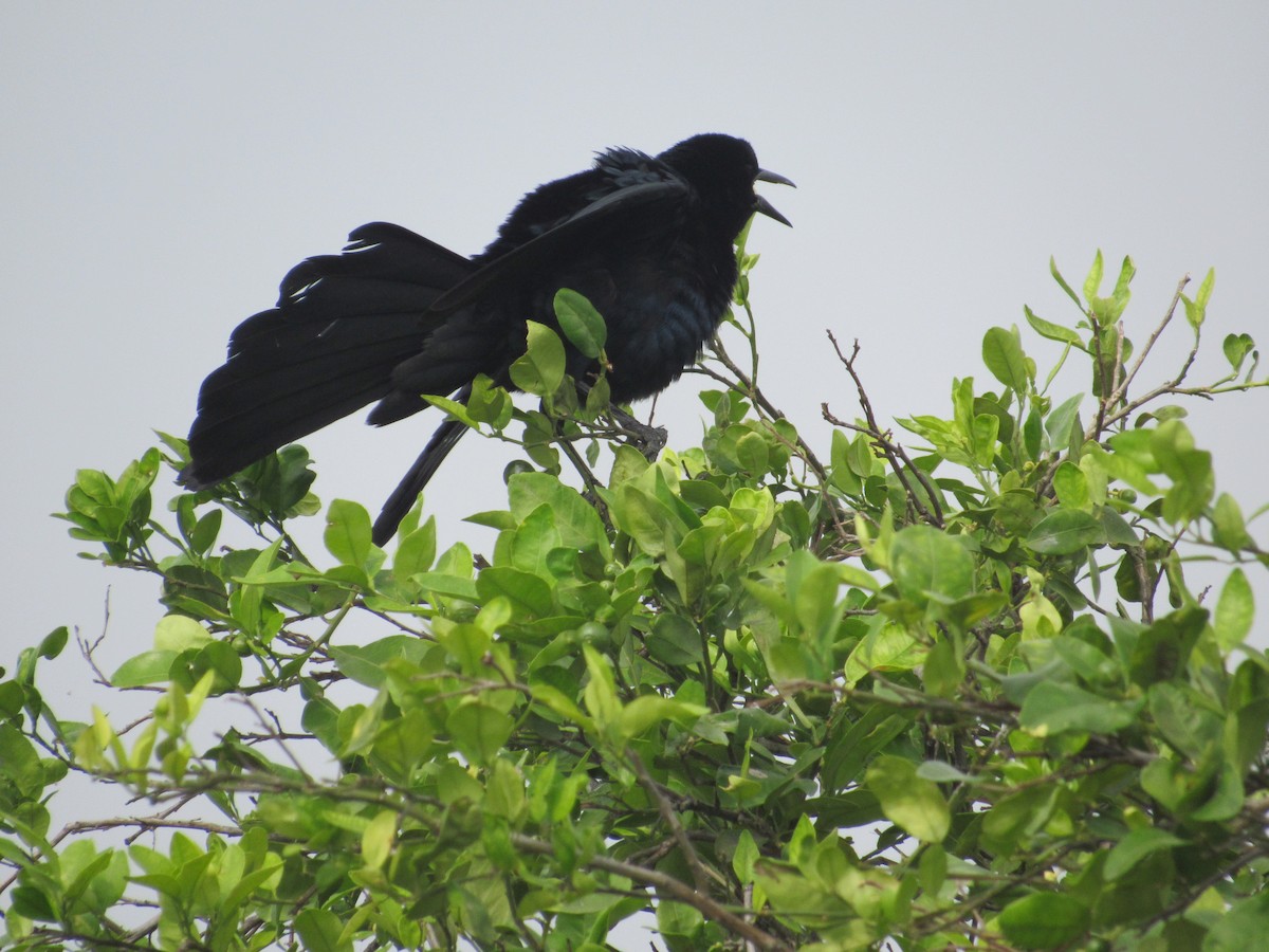 Great-tailed Grackle - ML153659601