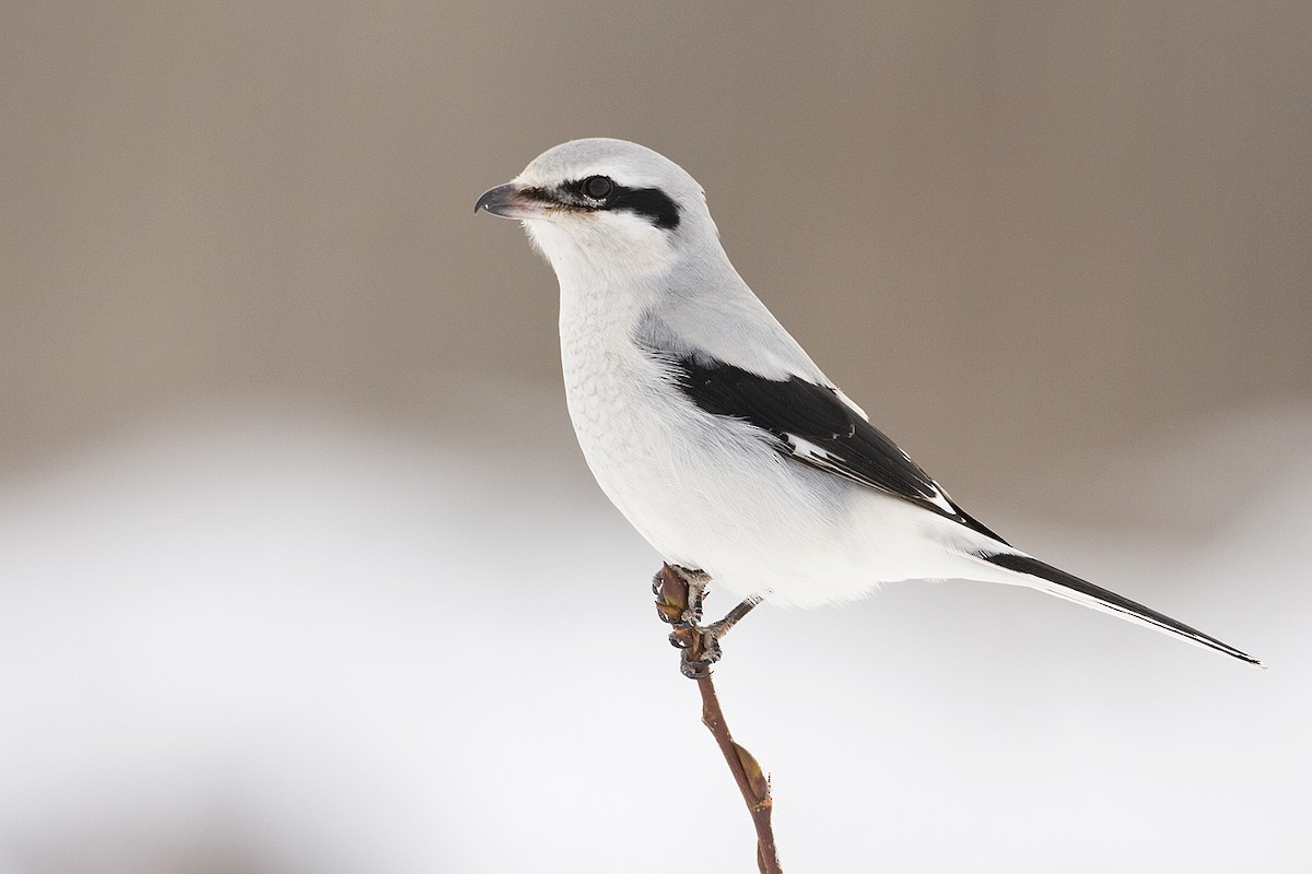 Northern Shrike - ML153660211