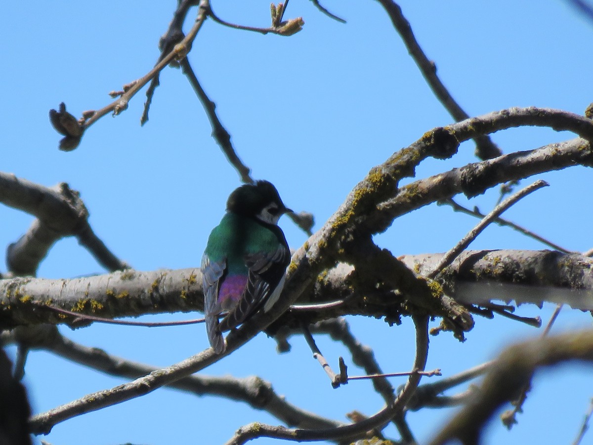 Hirondelle à face blanche - ML153660231