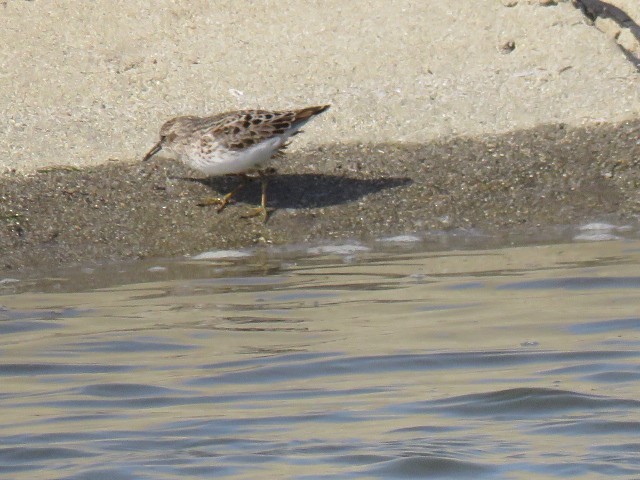 Least Sandpiper - ML153660411