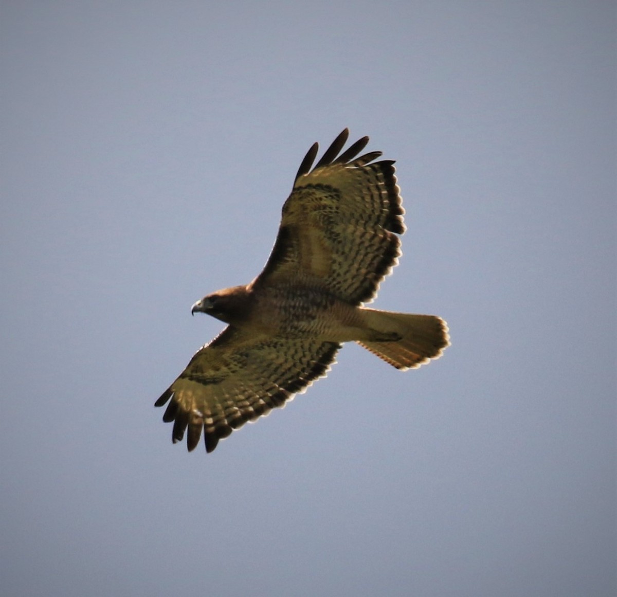 Red-tailed Hawk (calurus/alascensis) - ML153660421