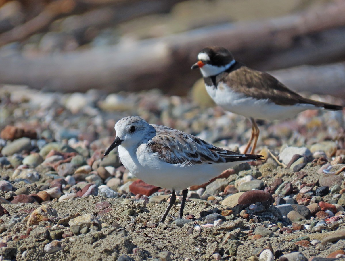 Bécasseau sanderling - ML153660441