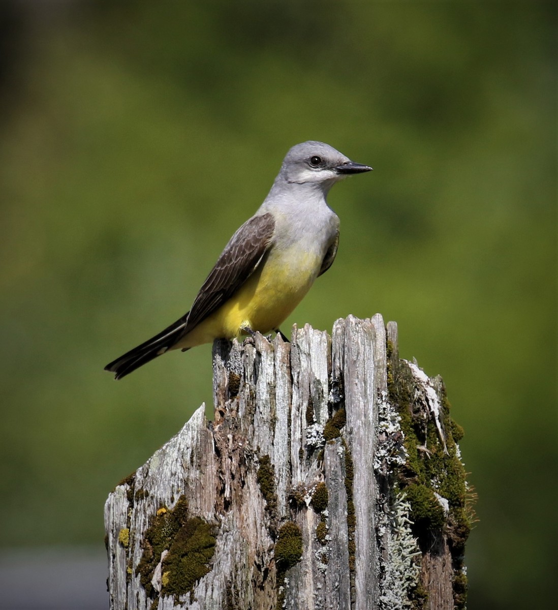 Western Kingbird - ML153660461