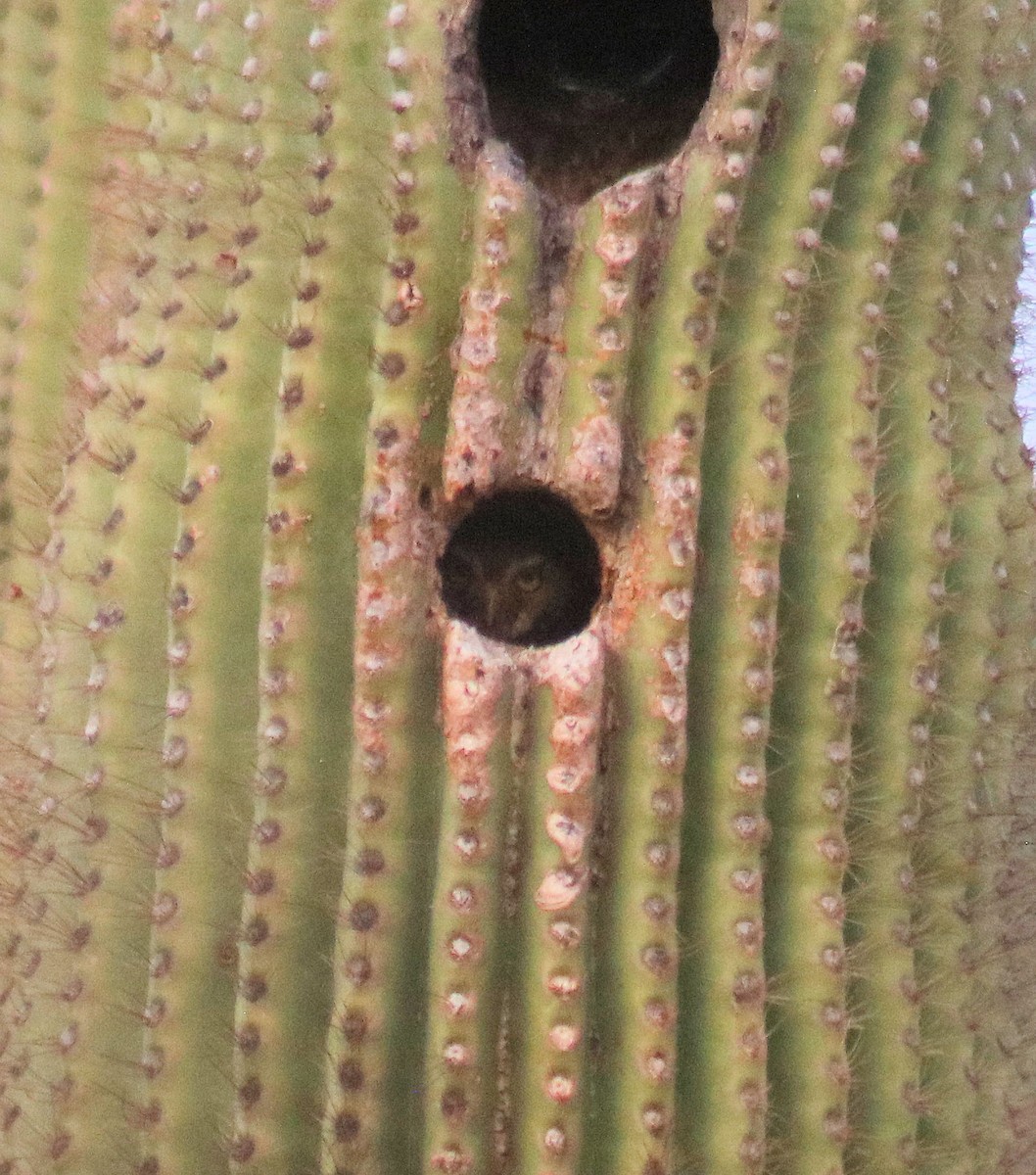 Chevêchette des saguaros - ML153660501