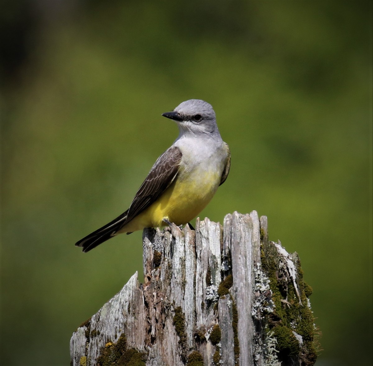 Western Kingbird - Bradley Waggoner