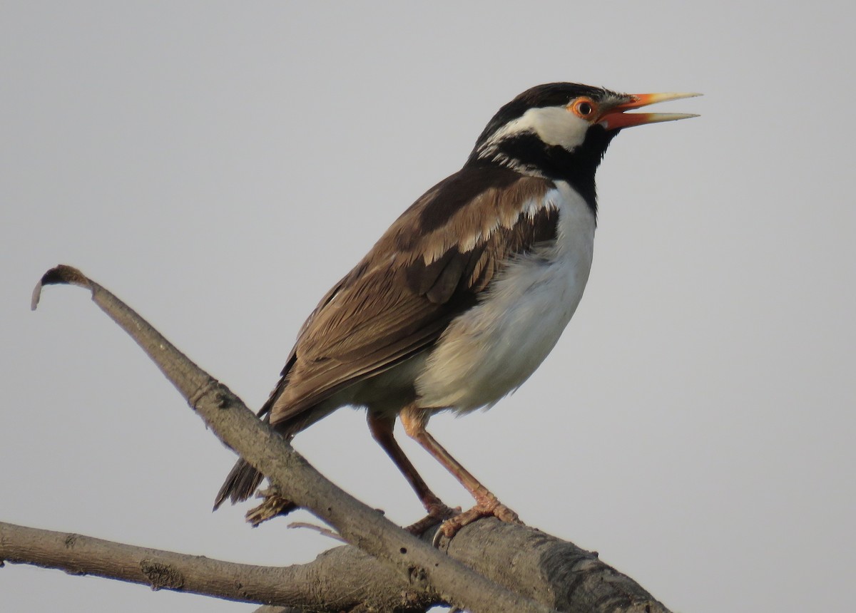 Indian Pied Starling - Howard Laidlaw