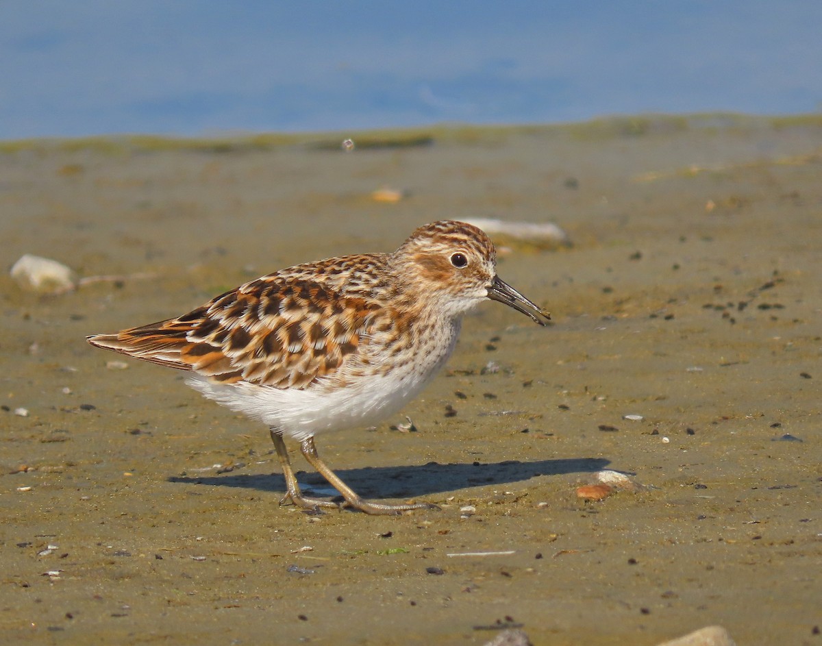 Least Sandpiper - ML153660581